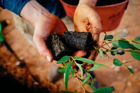 Tree seedlings held by pair of hands