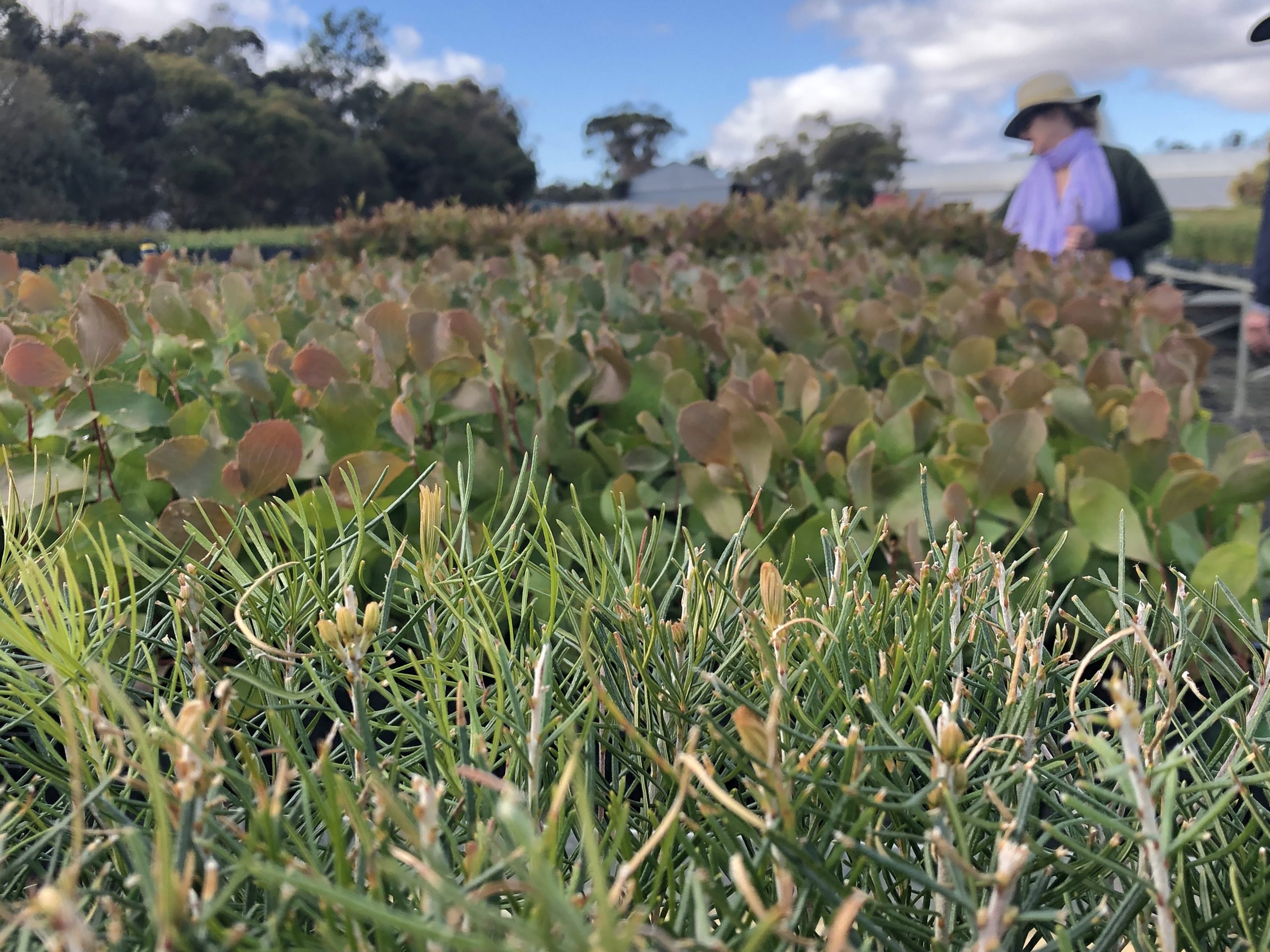 Australian native seedlings at Parnell's Nursery