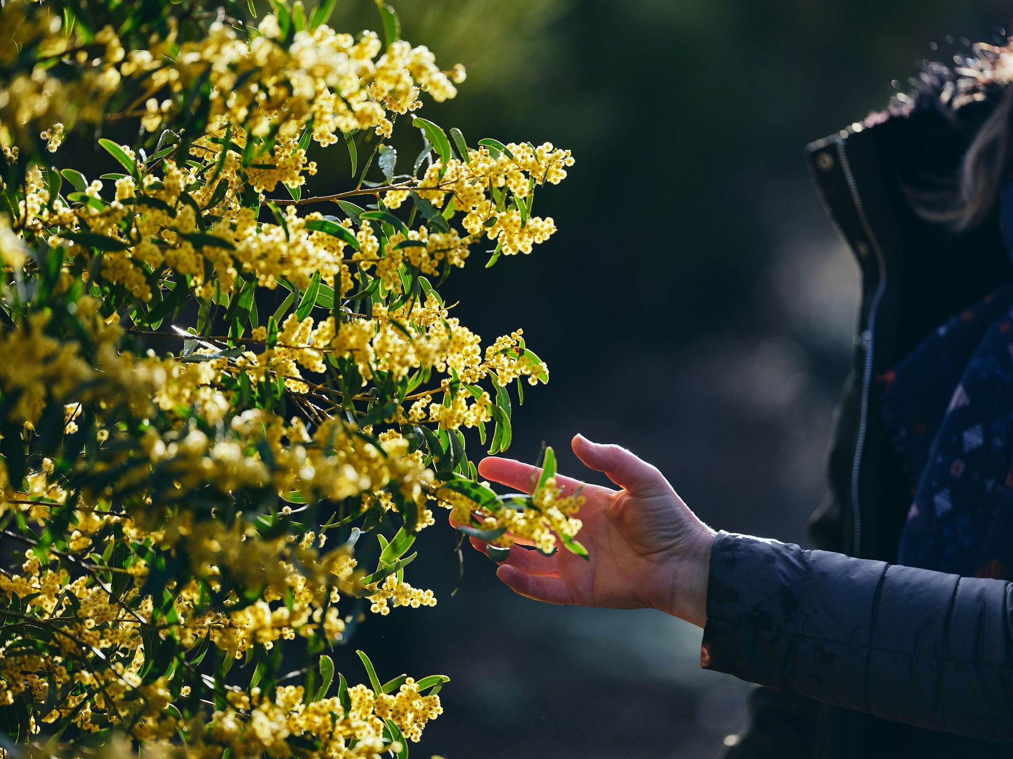 Hand outstretched touching wattle flowers on acacia