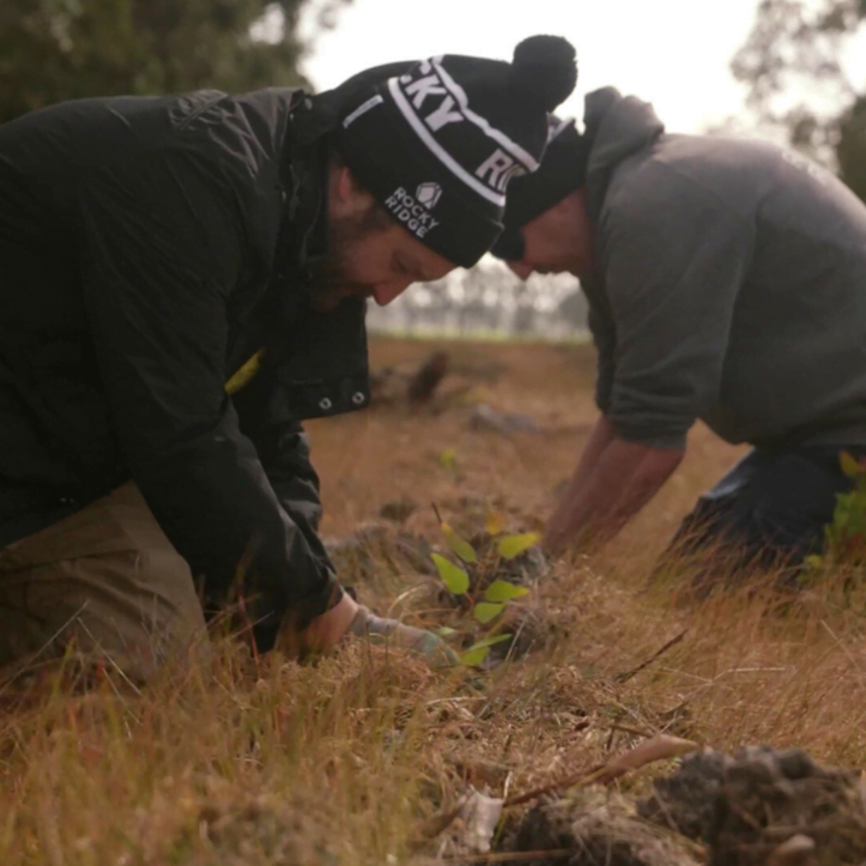 rocky ridge planting