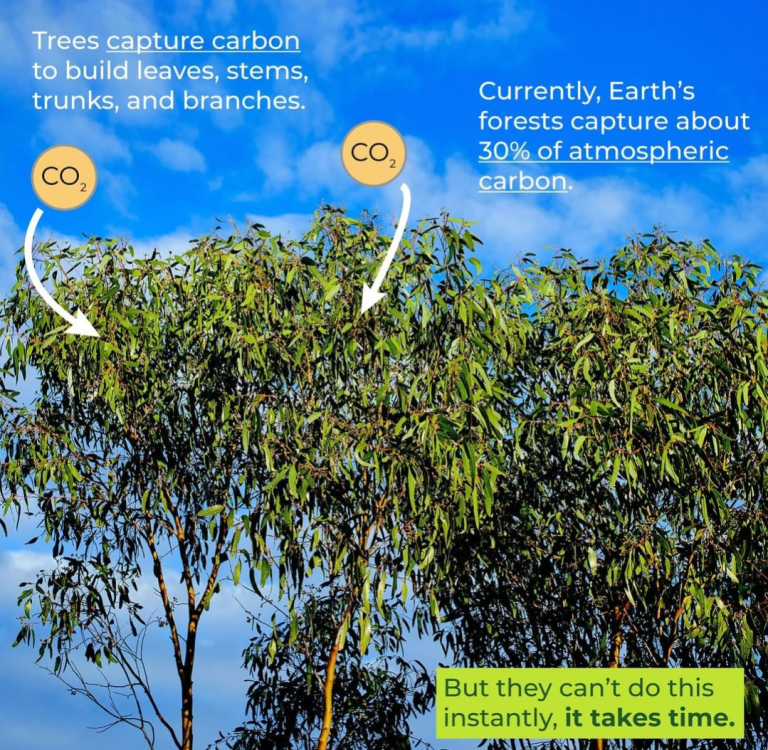 Carbon jargon How trees capture and store carbon Carbon Neutral Blog