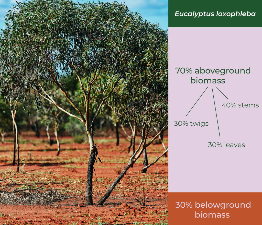 Carbon jargon: How trees capture and store carbon - Carbon Neutral Blog