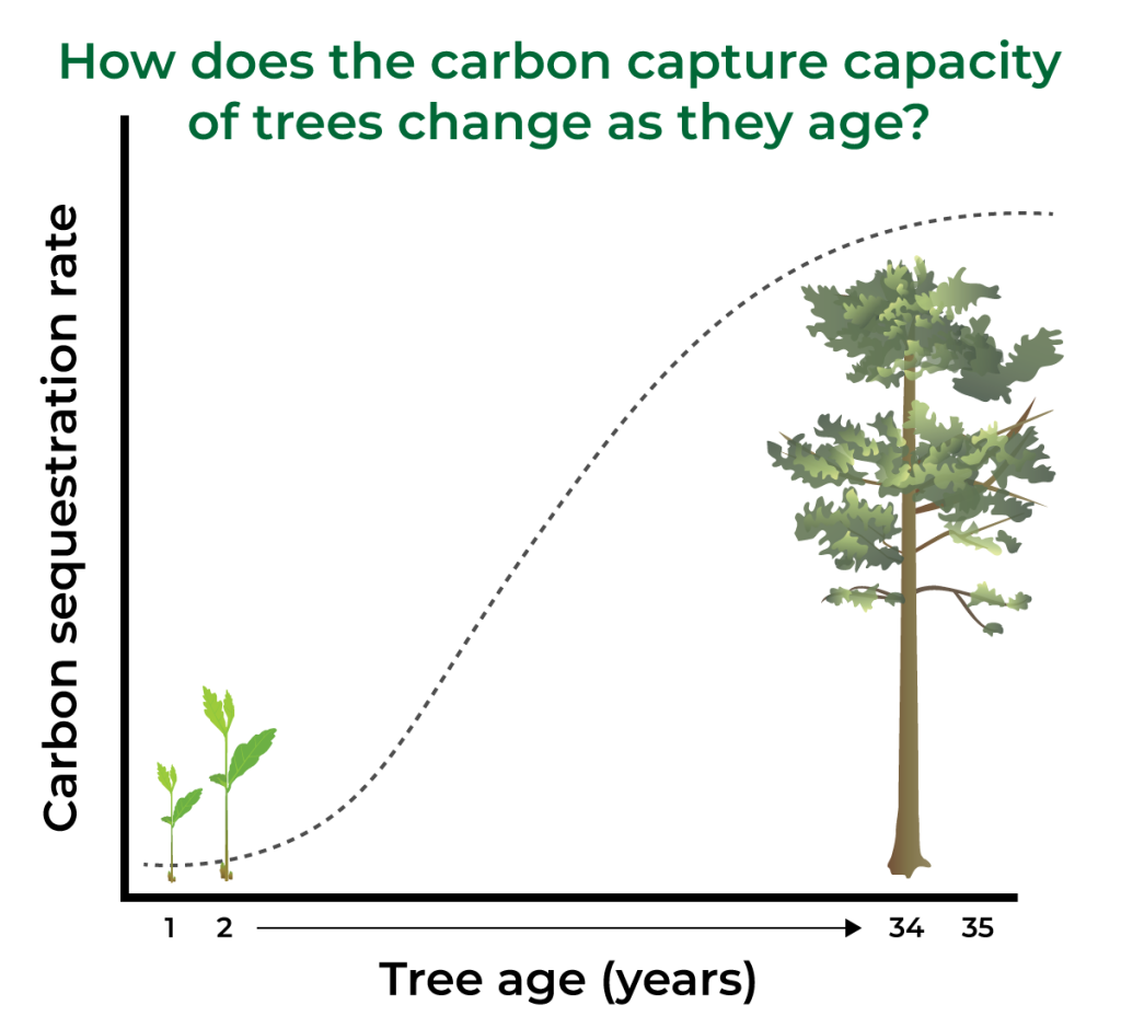 Carbon jargon How trees capture and store carbon Carbon Neutral Blog