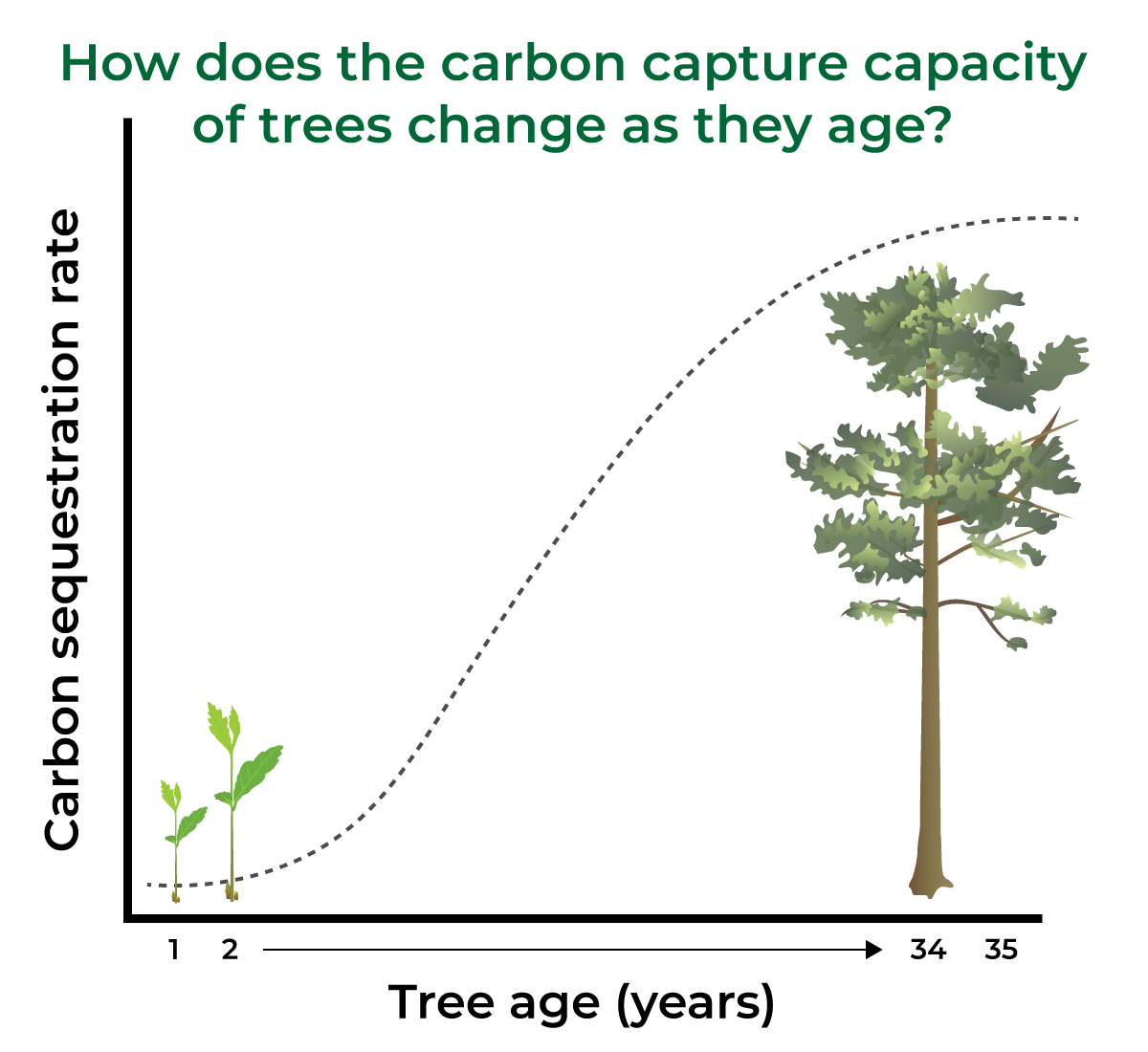 Carbon jargon: How trees capture and store carbon - Carbon Neutral Blog