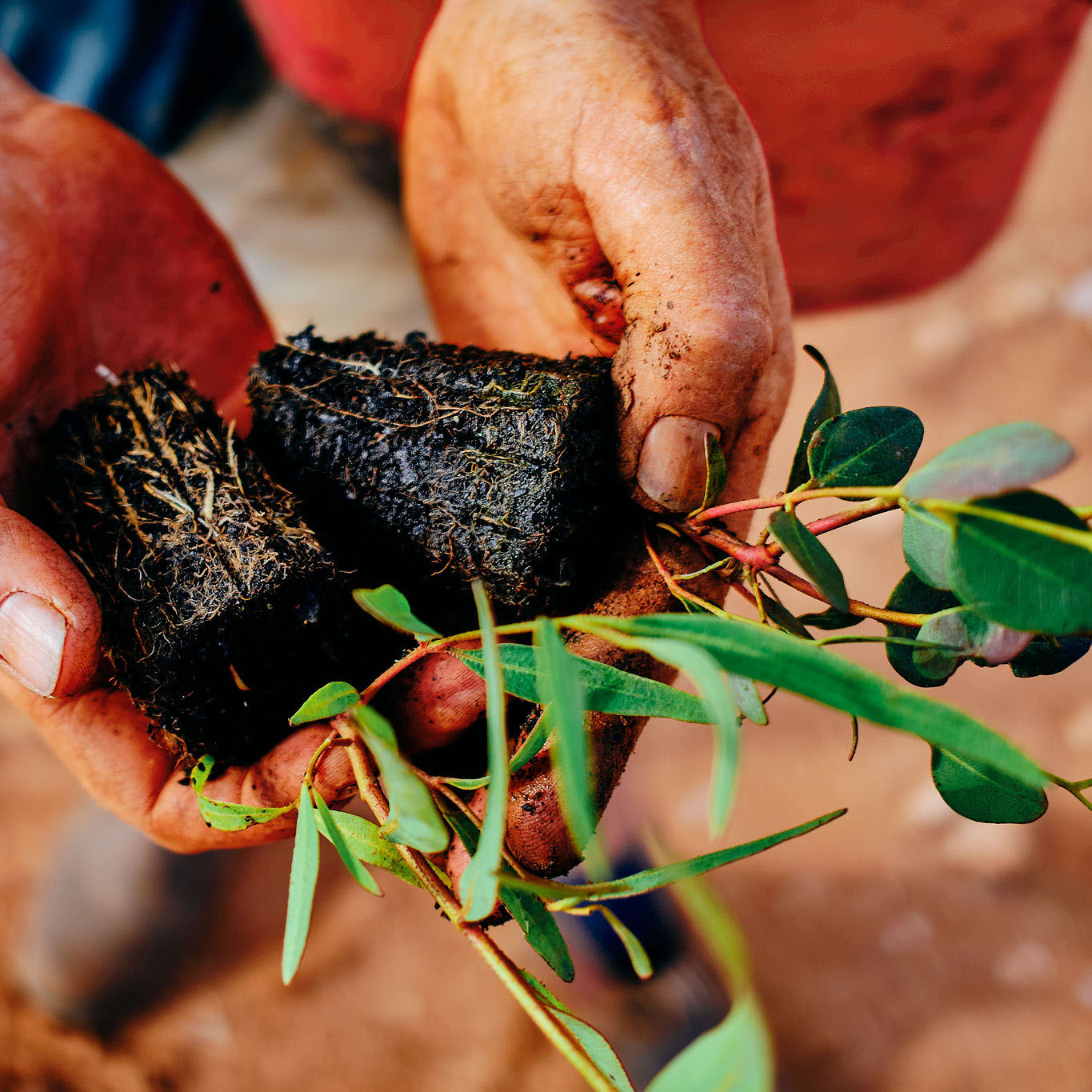 Yarra Yarra Biodiversity Plant-a-Tree Program - | Carbon Neutral